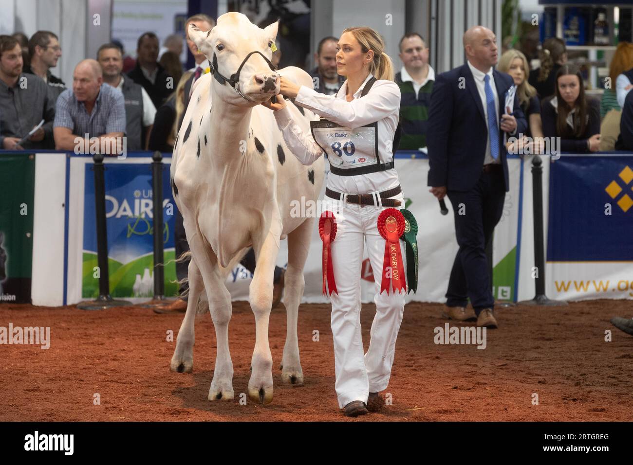 Telford Shropshire,UK 13th September 2023 Exhibitors show dairy cattle