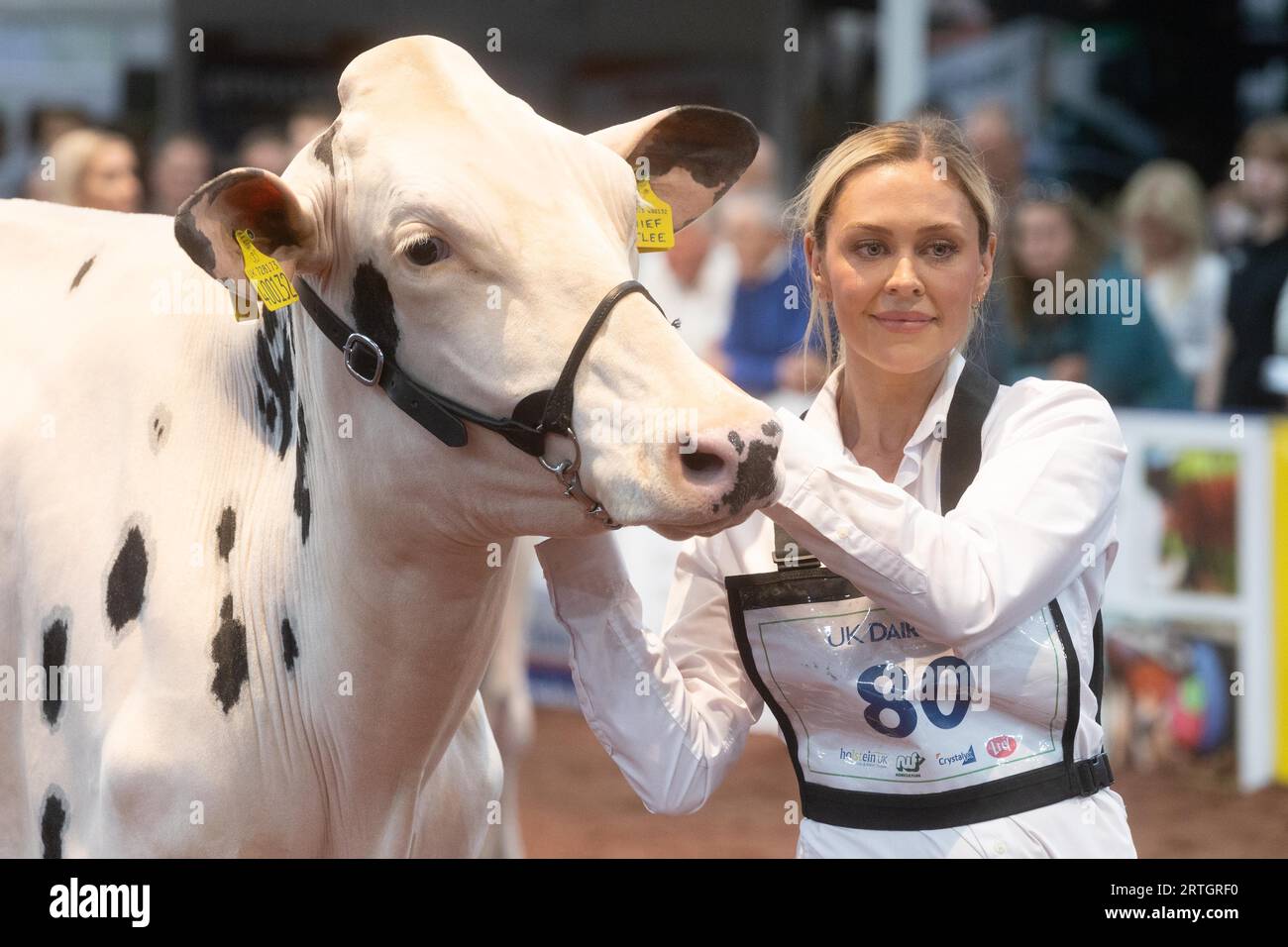 Telford Shropshire,UK 13th September 2023 Exhibitors show dairy cattle