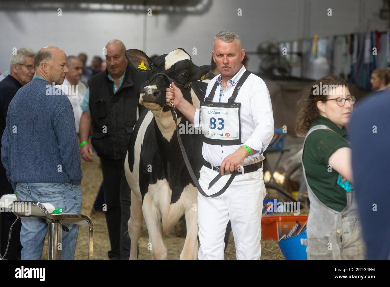 Telford Shropshire,UK 13th September 2023 Exhibitors show dairy cattle