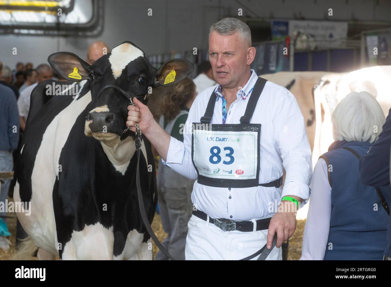 Telford Shropshire,UK 13th September 2023 Exhibitors show dairy cattle