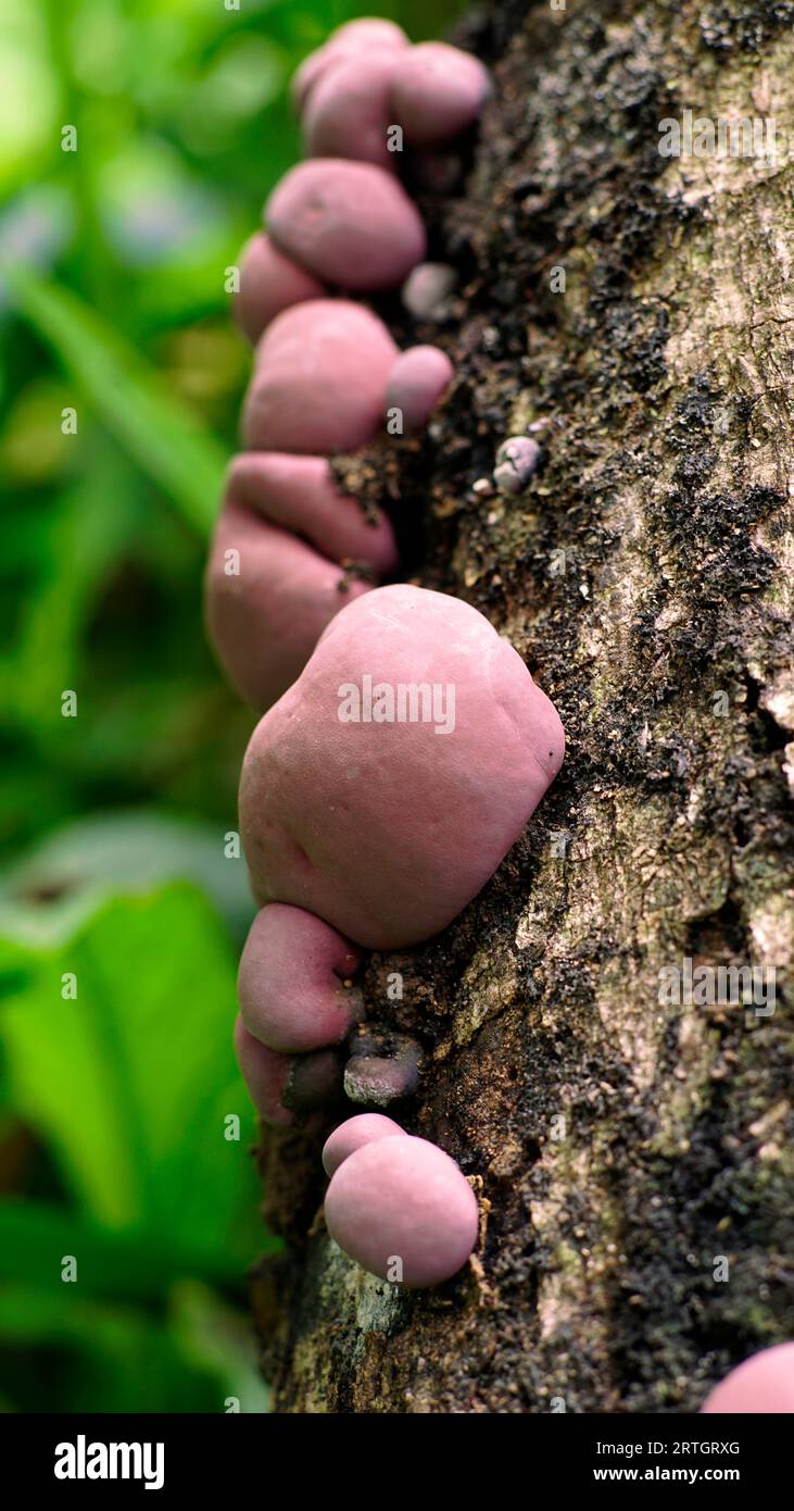The Daldinia concentrica, grows on weathered tree trunks, colored in