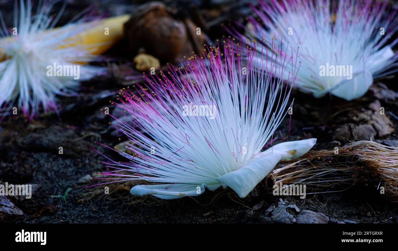 Barringtonia asiatica, also known as the Fish Poison flower, is white and pink in color and falls and scatters on the ground. Stock Photo