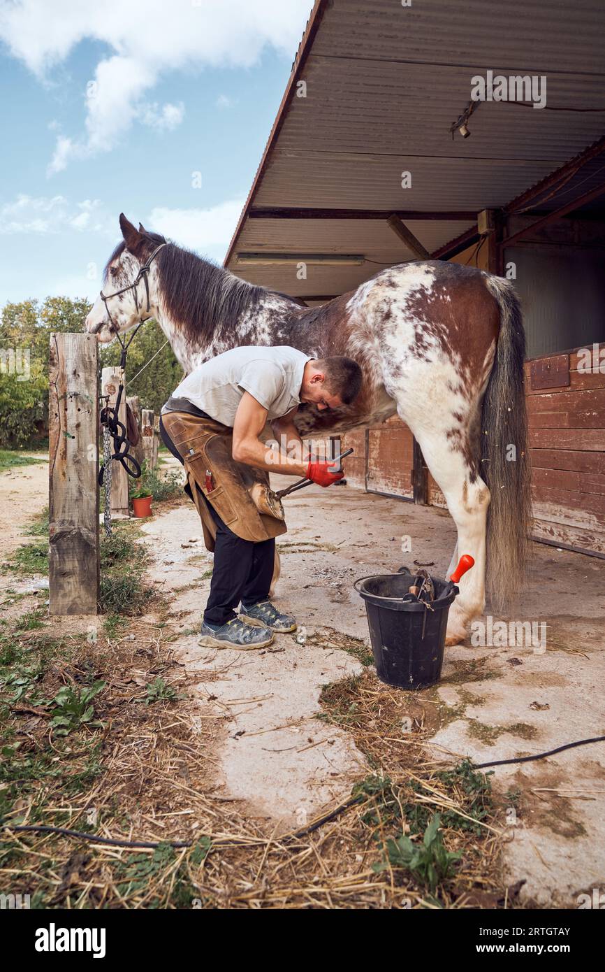 Farrier boy changing horseshoe in the stable Stock Photo - Alamy
