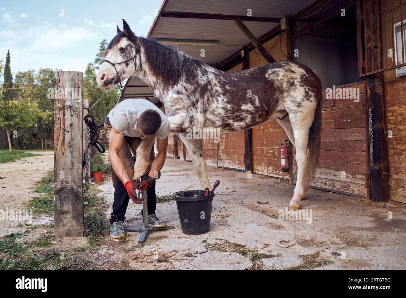 Farrier boy changing horseshoe in the stable Stock Photo - Alamy