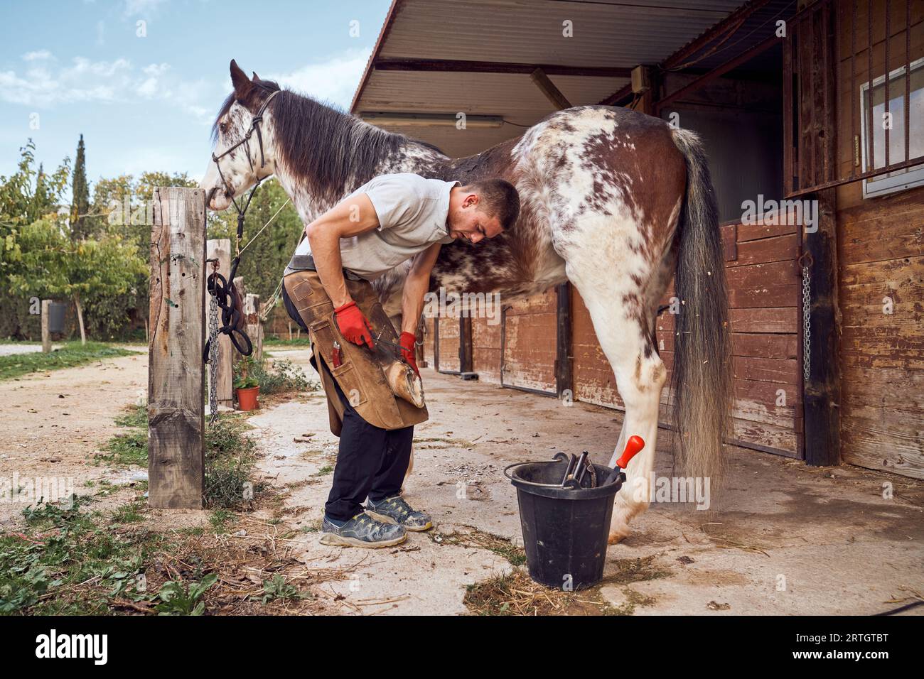 Farrier boy changing horseshoe in the stable Stock Photo - Alamy