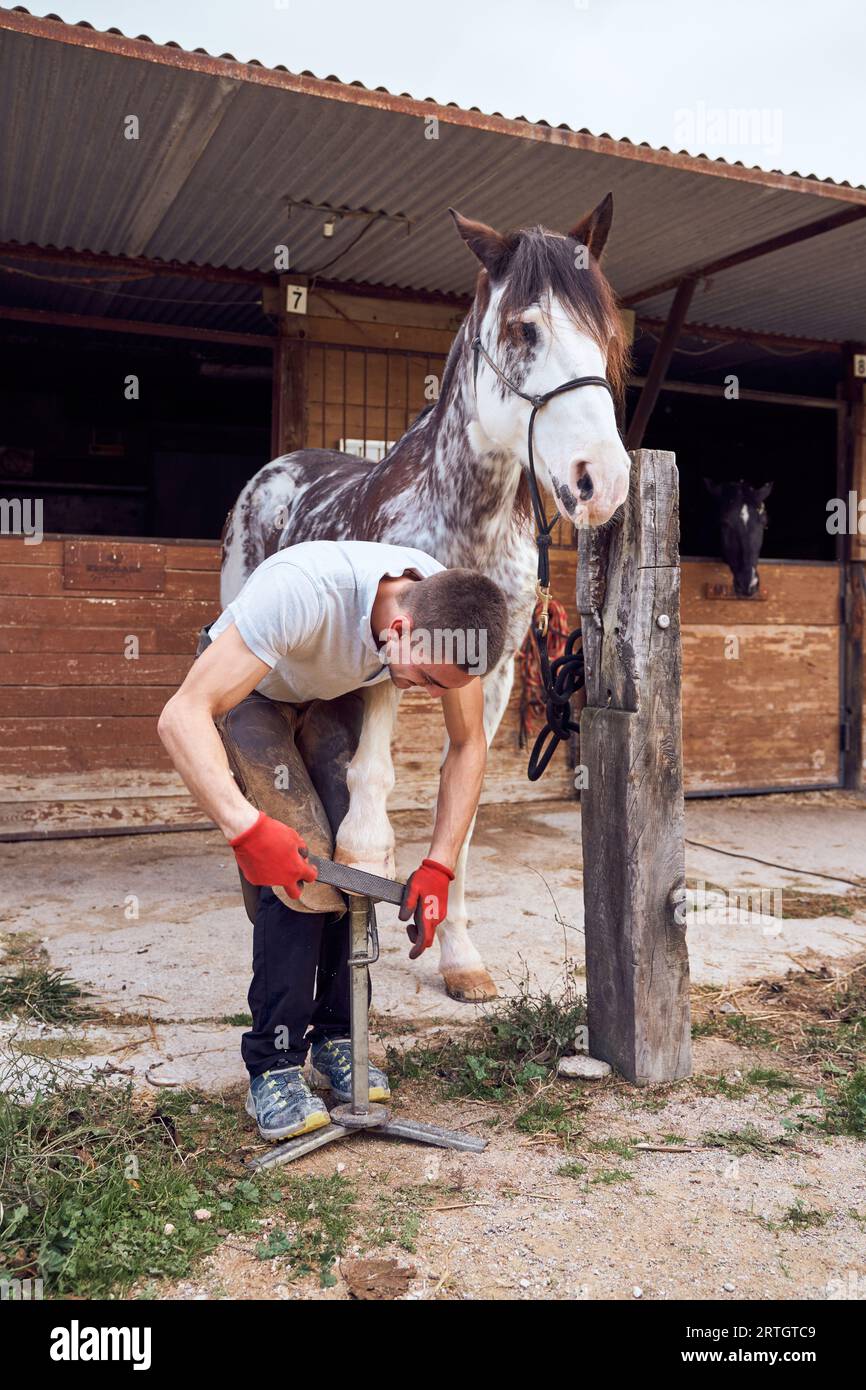 Farrier boy changing horseshoe in the stable Stock Photo - Alamy
