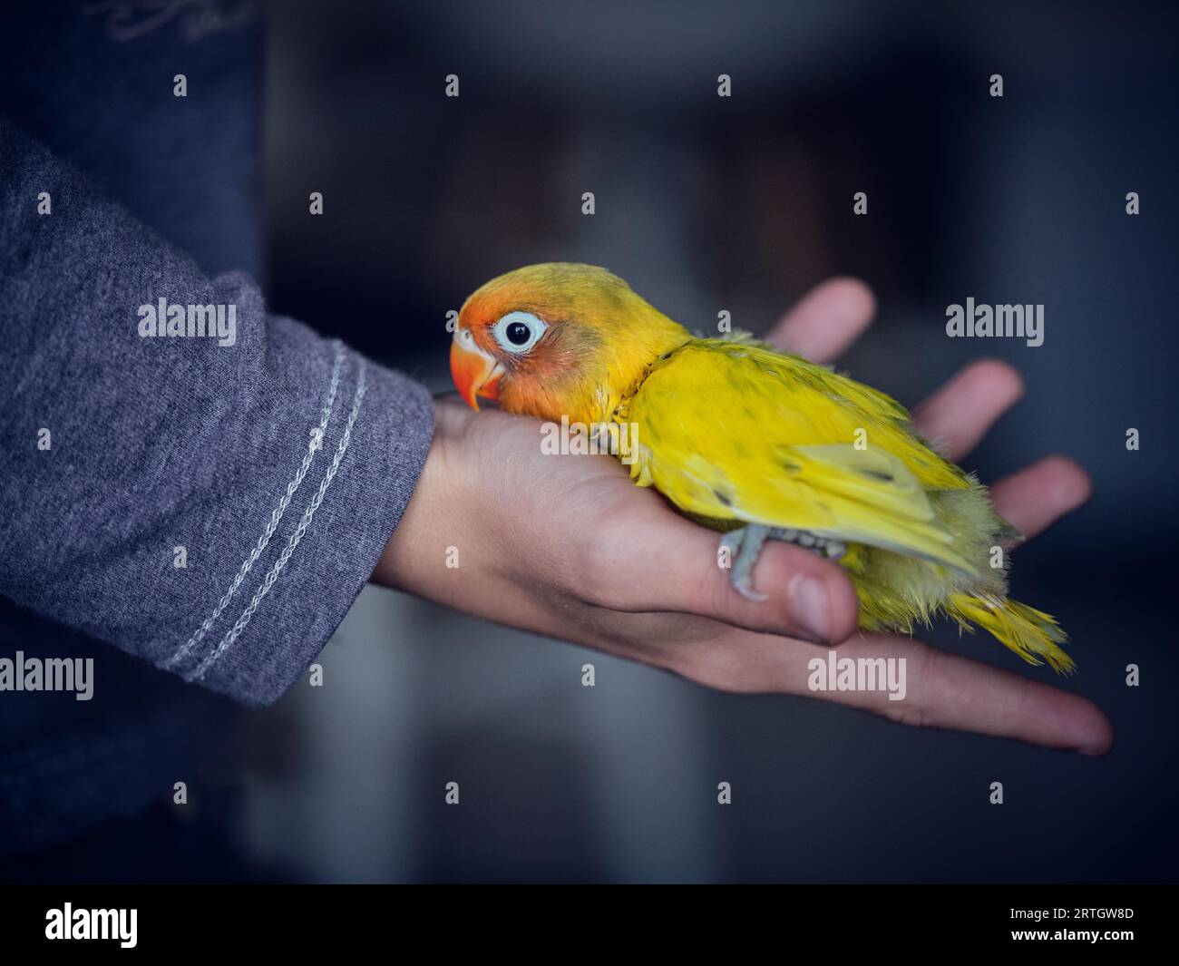 From above of bright yellow lovebird with orange beak pecking hand of crop person while sitting on palm Stock Photo