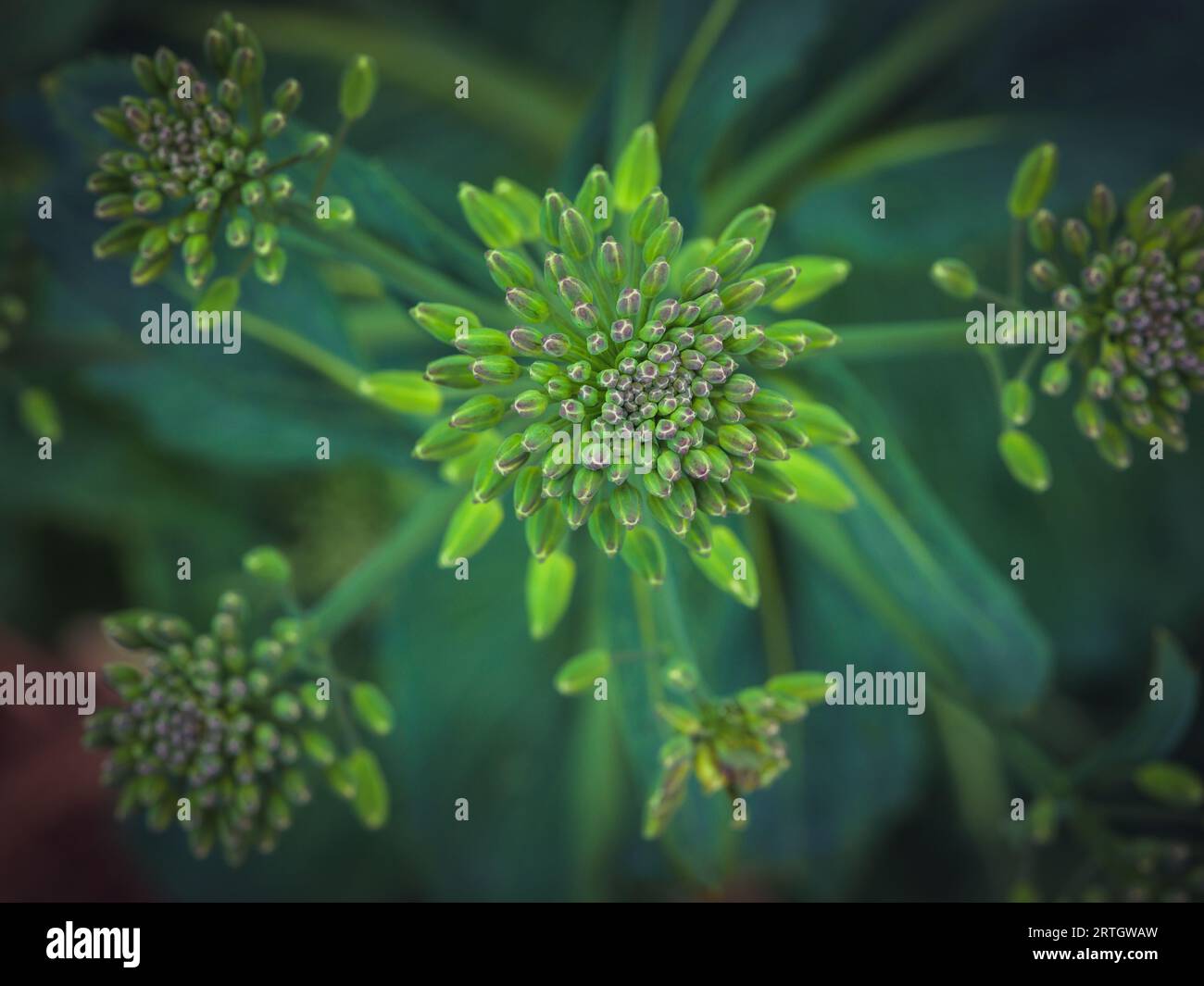 Closeup shot of rapeseed inflorescence of green color with buds vegetating on blurred background Stock Photo