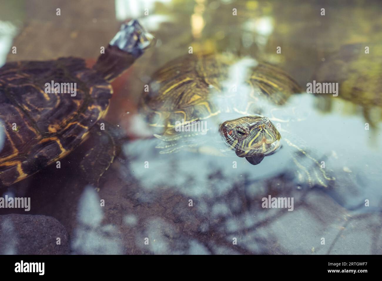 Turtle Shell Swimming Bale turtles swimming underwater hi-res stock photography and images ...