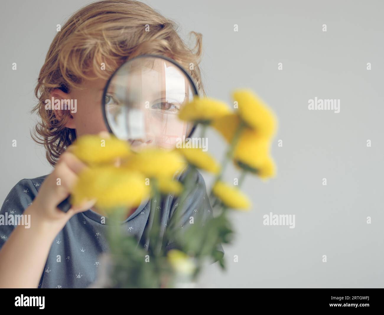 Blond haired kid holding magnifying glass near face while exploring yellow flowers against white wall Stock Photo