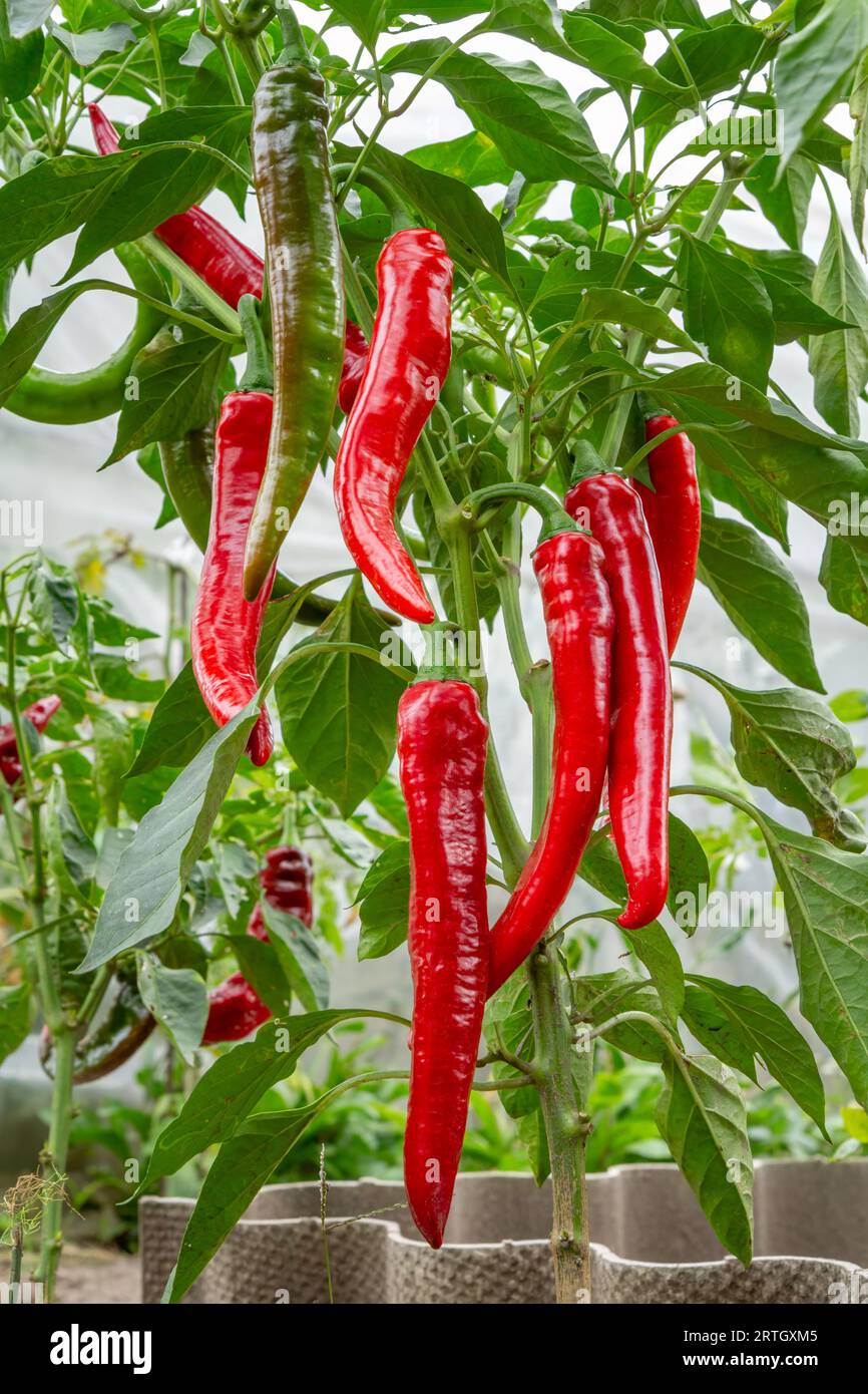 Chili peppers are ripening on a bush in the garden Stock Photo - Alamy