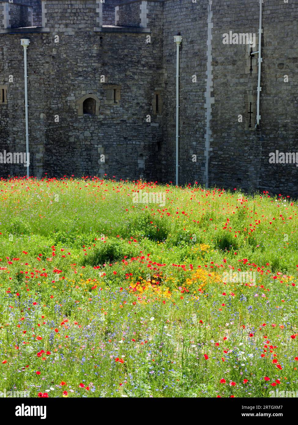 Beautiful poppies and wildflowers in the moat of the tower of London