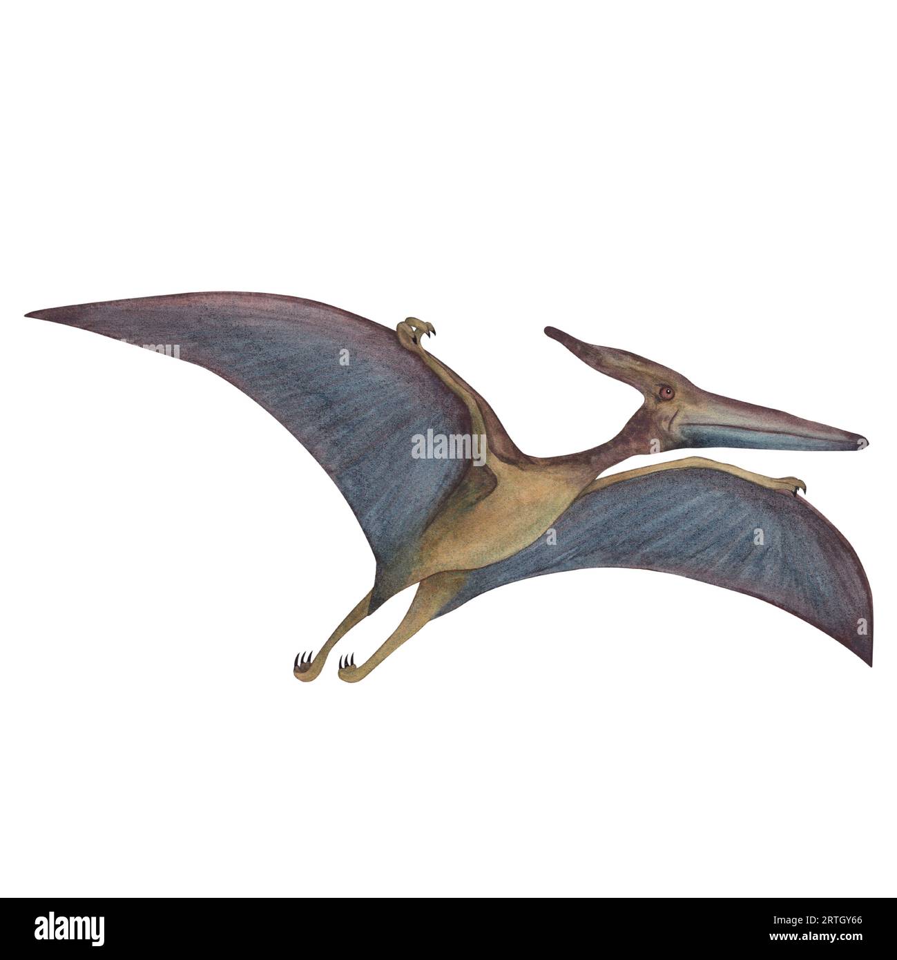 Pterodactyl isolated hi-res stock photography and images - Alamy