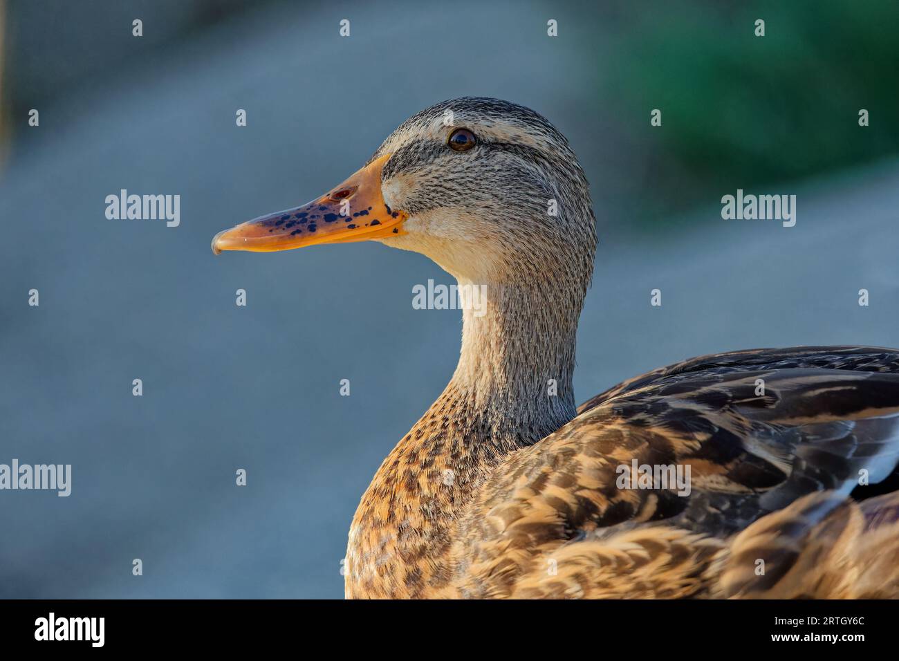 Basking brown hi-res stock photography and images - Alamy