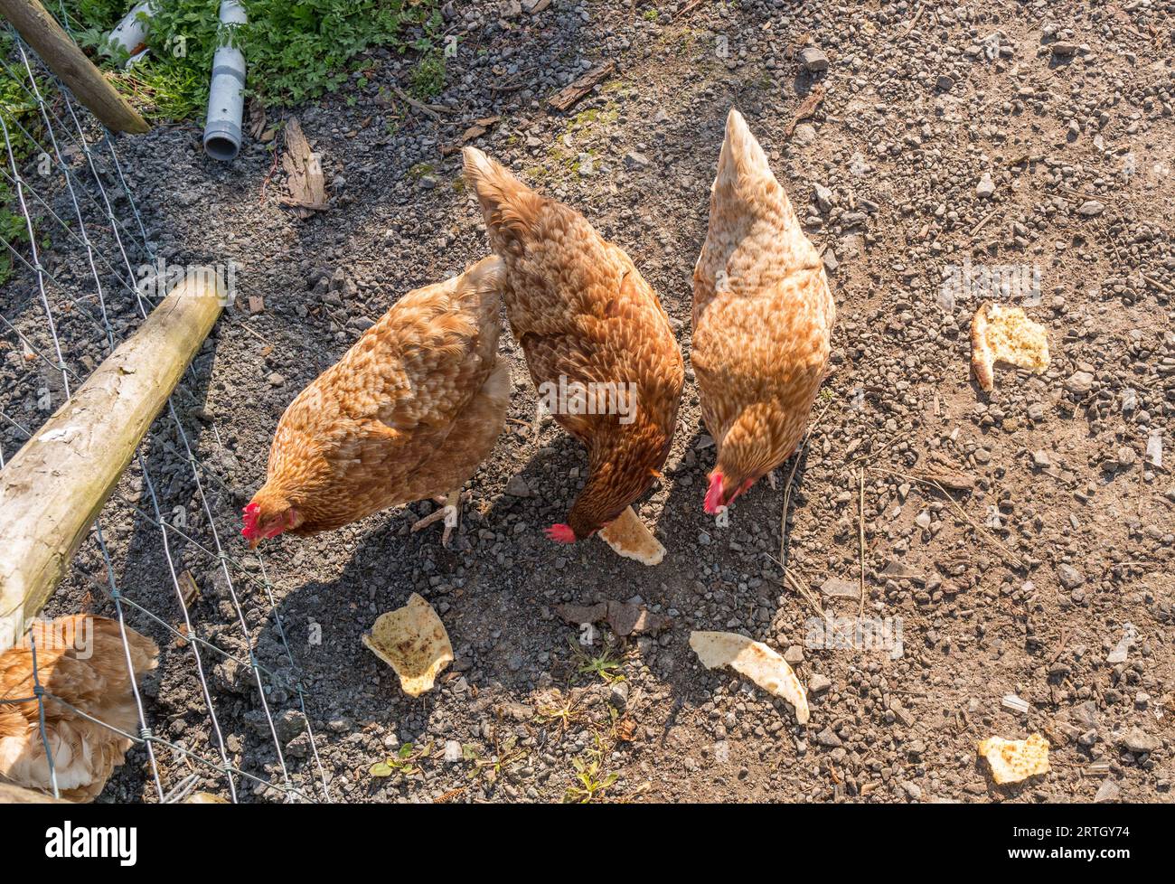 Female brown Golden Comet chickens feeding pieces of toasted bread  and naan bread off a gravel ground. Stock Photo