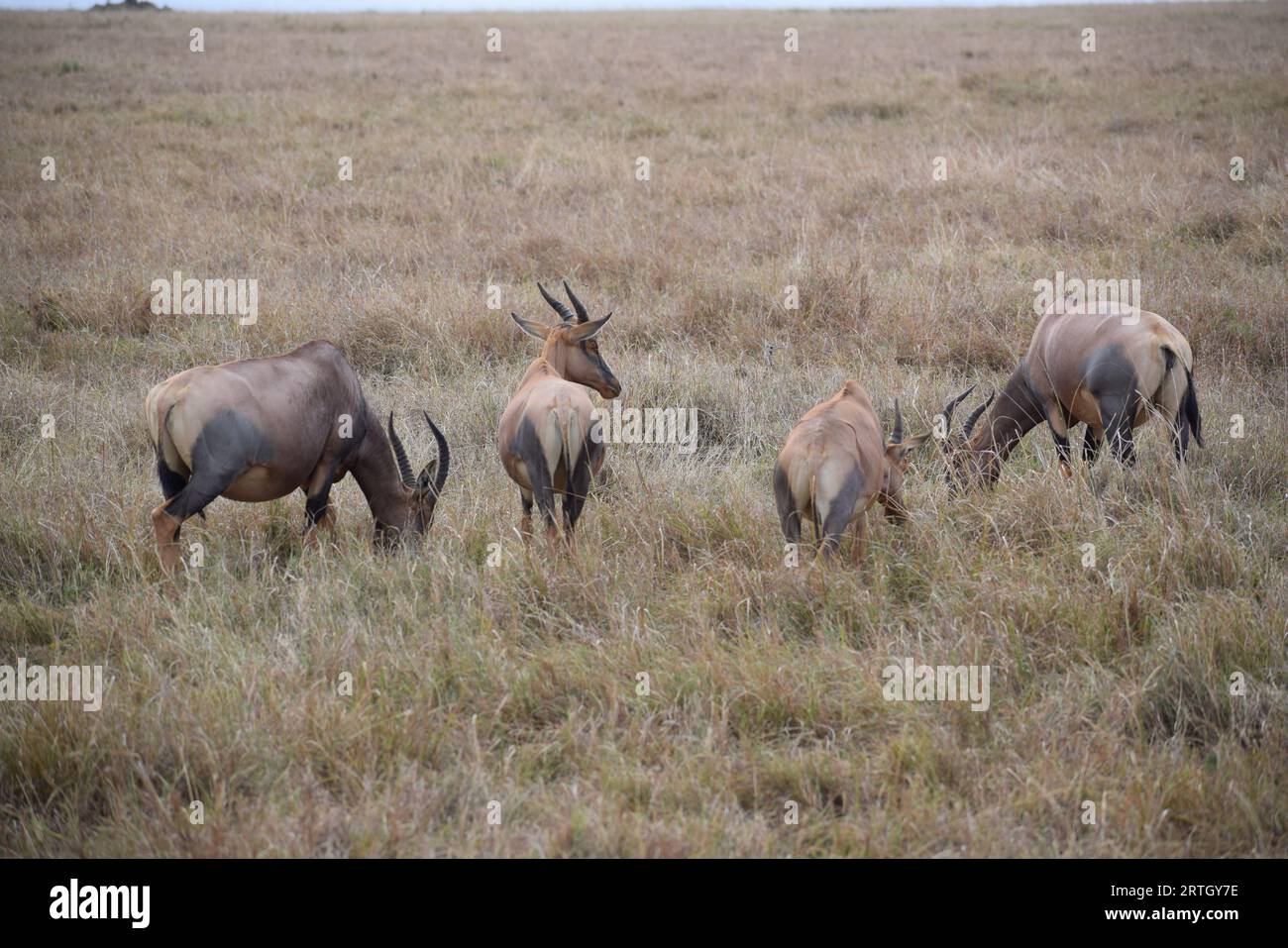 Educational safari hi-res stock photography and images - Alamy
