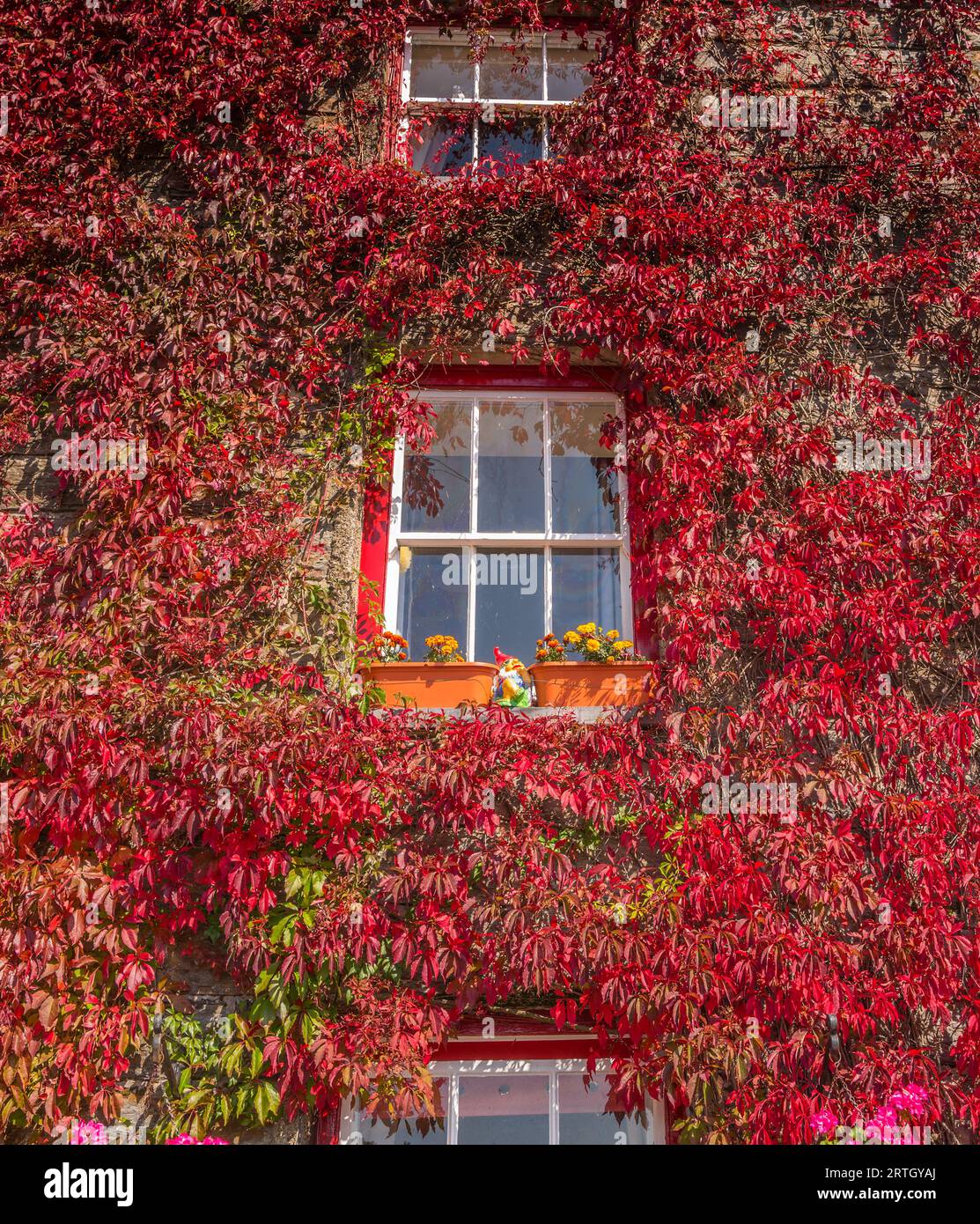 The old mill at Ynys, near Harlech and covered in ivy with leaves changing into their autumn red colour. Stock Photo