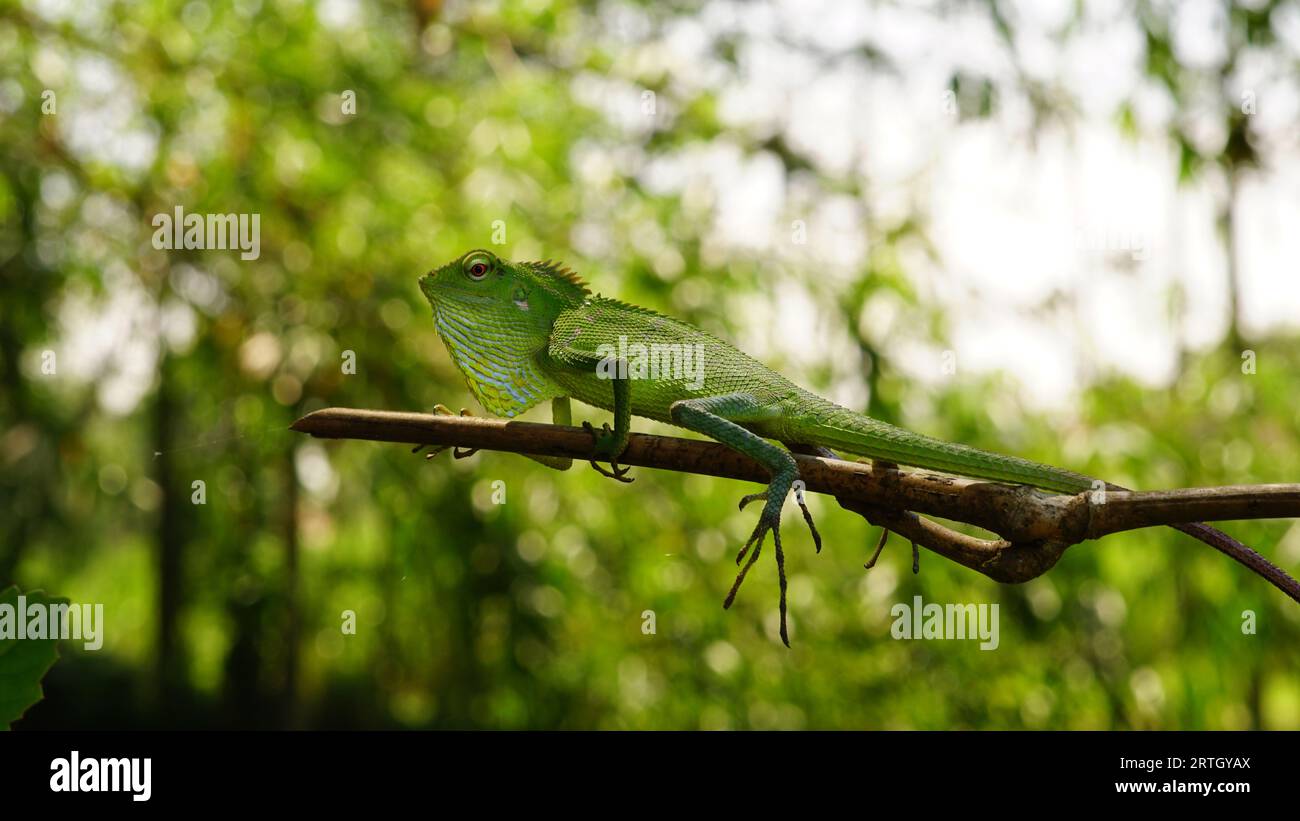 Bronchocela jubata, its body is green with a scaly surface, is perched on a small wooden trunk Stock Photo