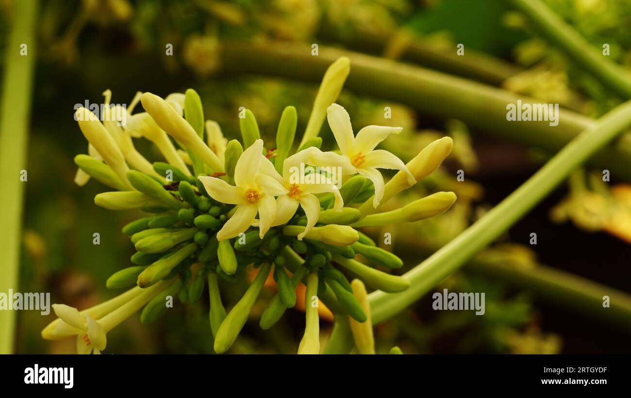 The male Carica papaya has flowers clustered in long clusters with small petals. Stock Photo
