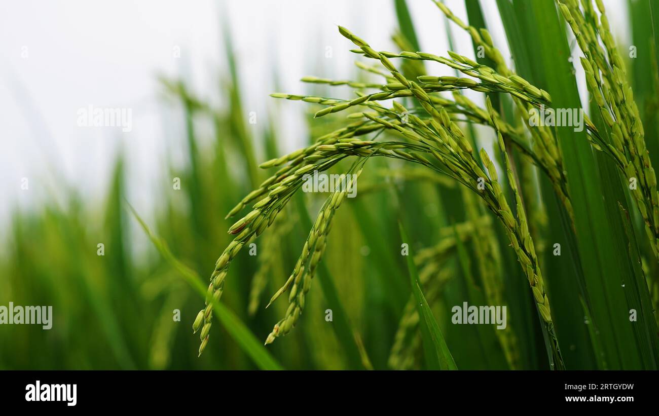 Almost ripe rice seeds are on the tree, the color is bright green with dense bunches hanging down. Stock Photo