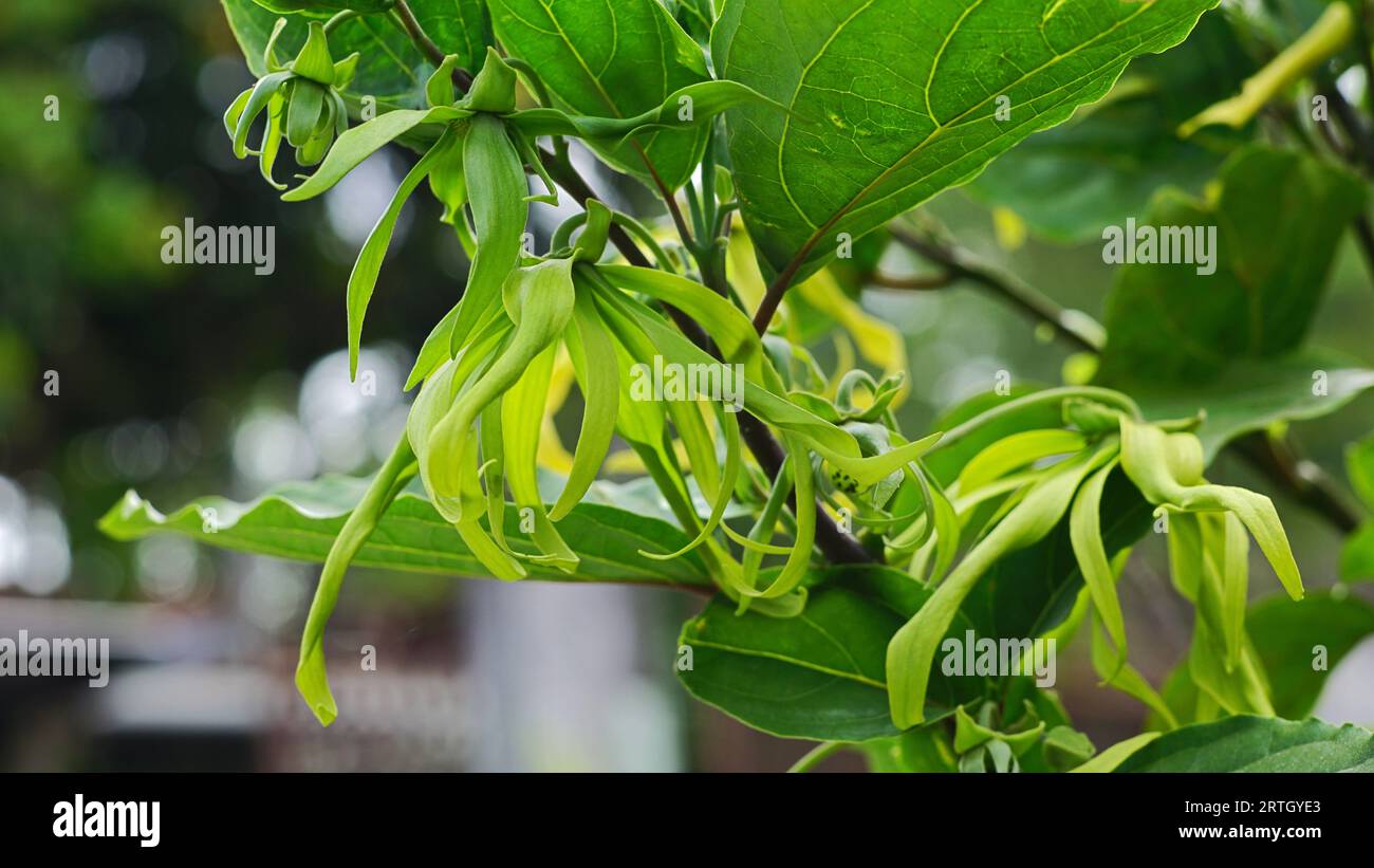 Cananga odorata, the flowers are blooming on the branches of the tree. the color is yellowish green with hanging and curly petals. Stock Photo