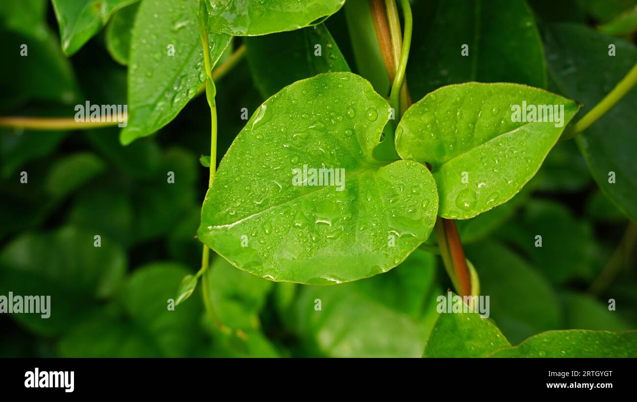 Anredera cordifolia, green heart-shaped leaves with dew on the surface of the leaves. Stock Photo