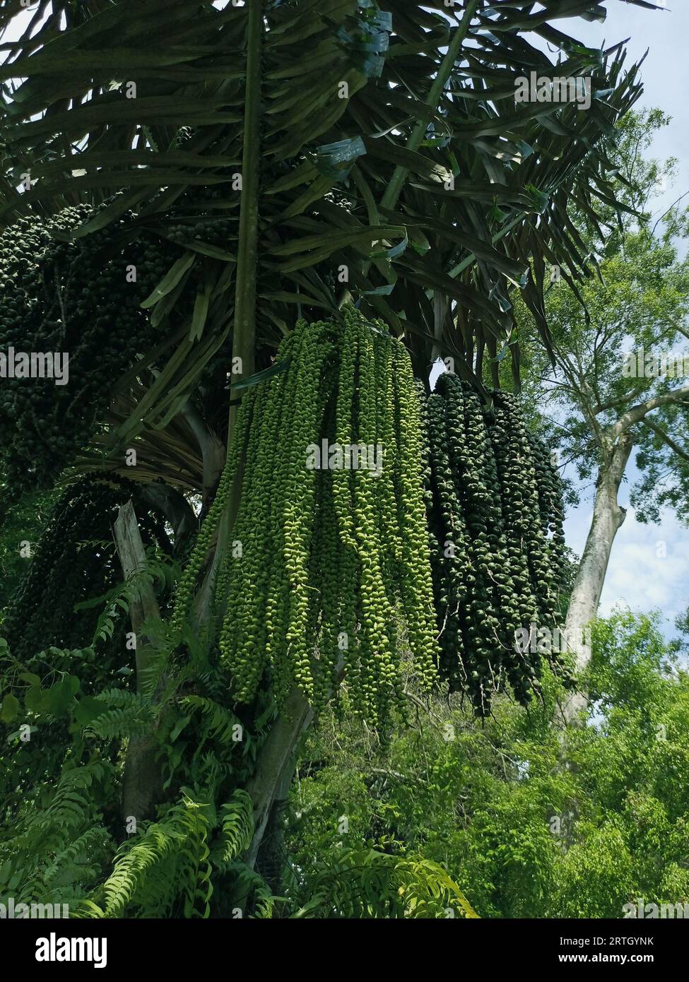 Arenga pinnata, the fruit is green to dark green in large bunches and hangs on the tree. Stock Photo