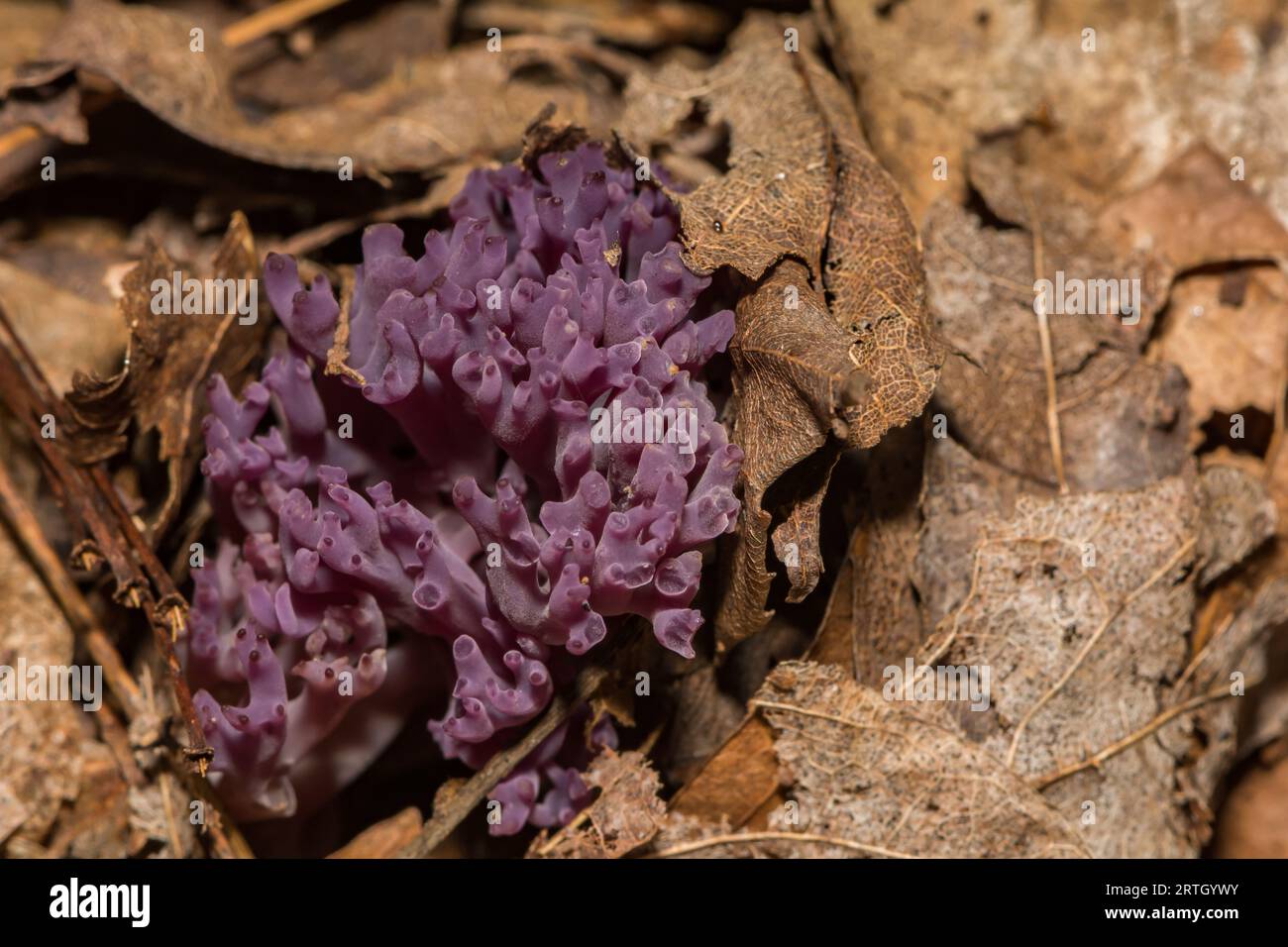 Violet Coral Fungus - Clavaria zollingeri Stock Photo