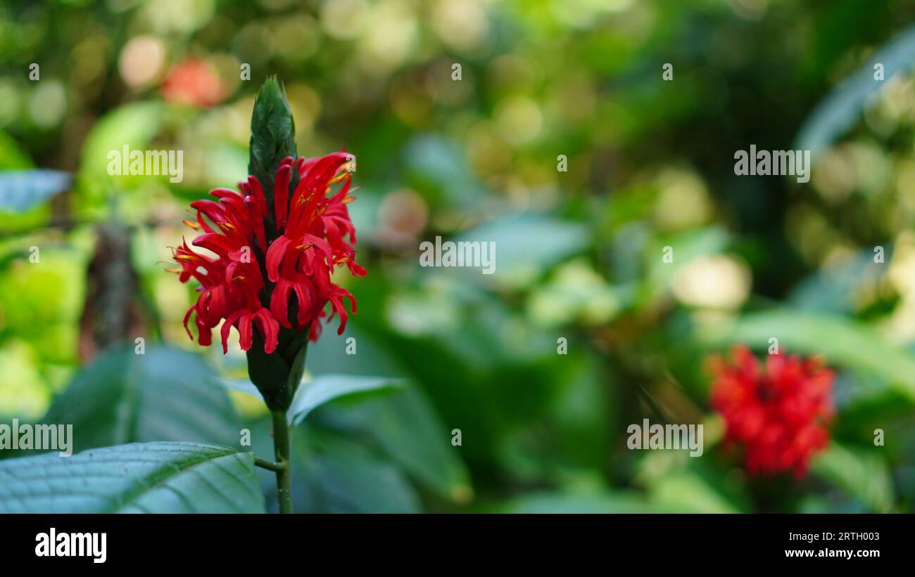 Pachystachys coccinea flowers are blooming in the garden. the color is red with the bunches facing upwards. Stock Photo