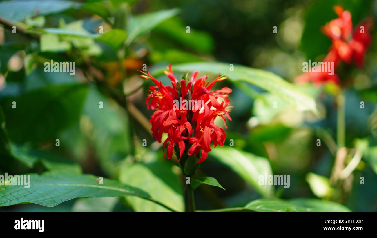 Pachystachys coccinea flowers are blooming in the garden. the color is red with the bunches facing upwards. Stock Photo