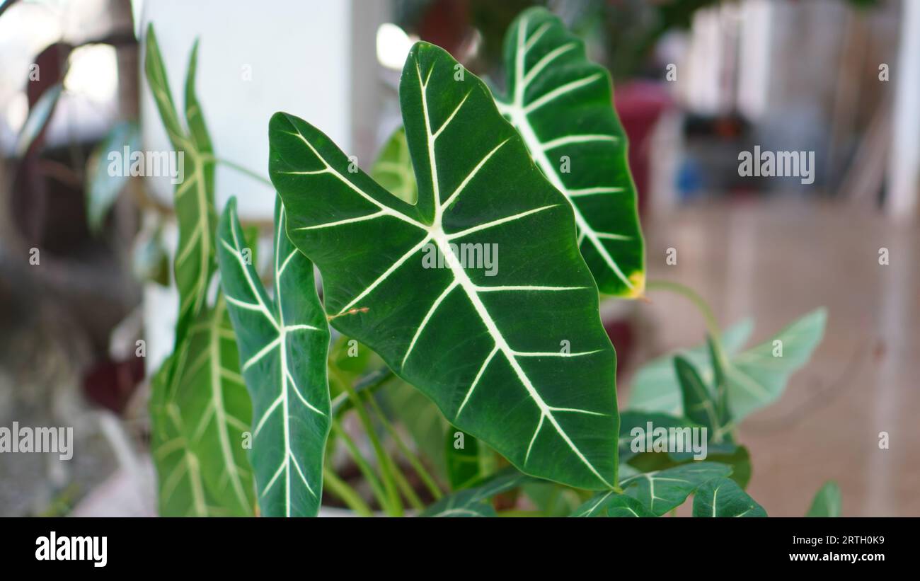 Alocasia Frydek, green heart-shaped leaves with bright pinnate veins. Stock Photo