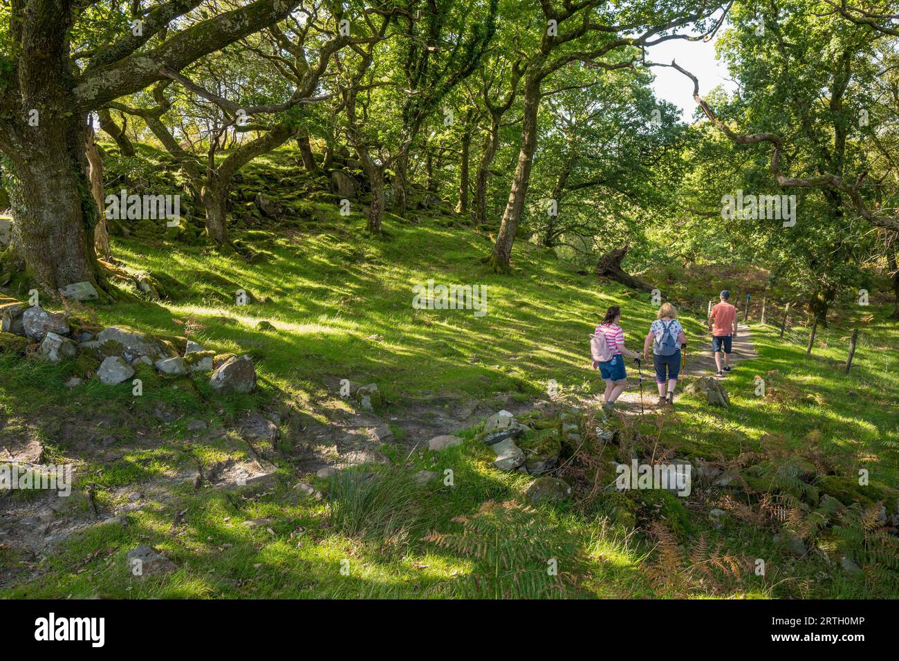 Woodland walk at the Nantcol river and waterfall in North Wales. Stock Photo