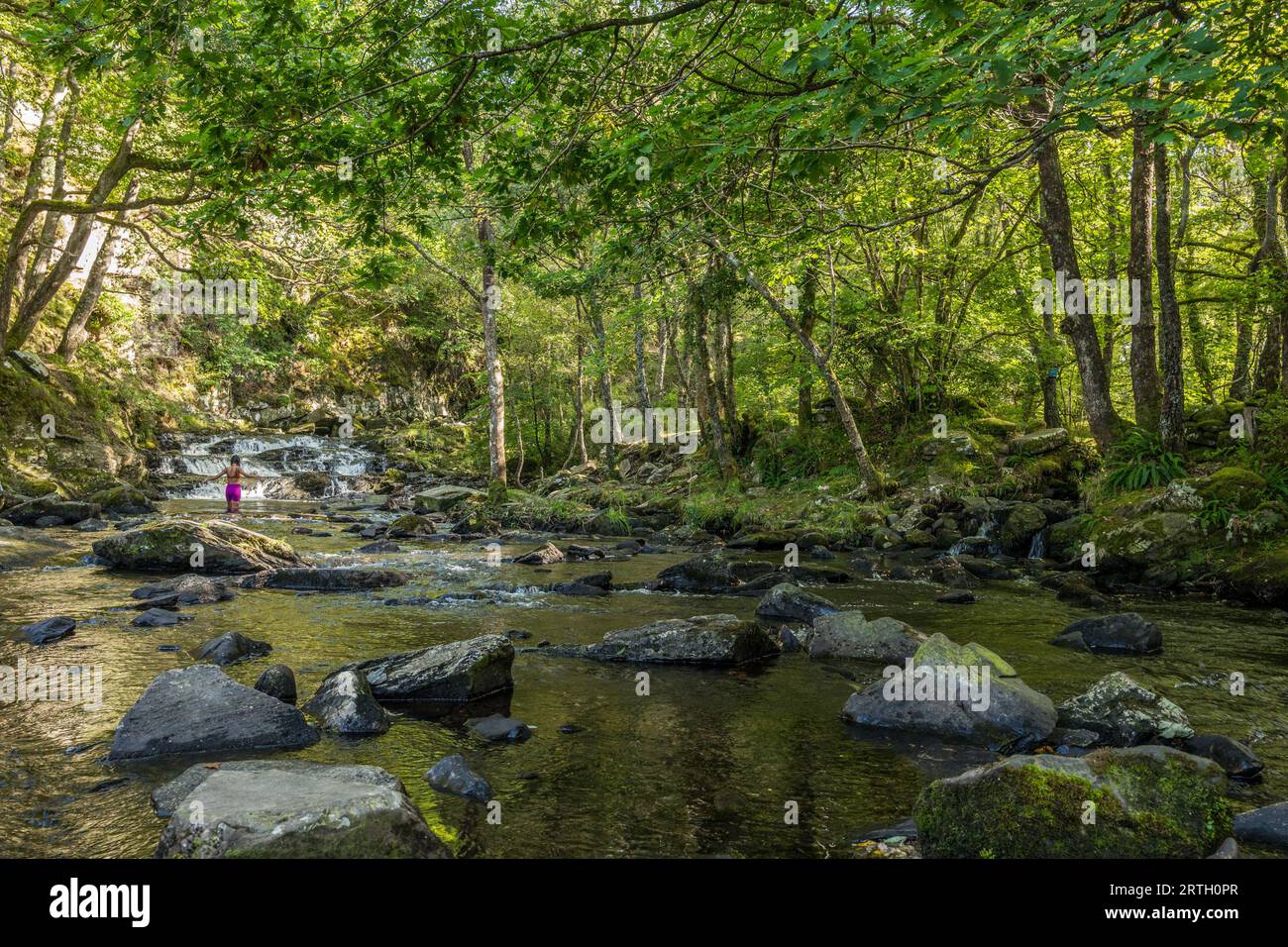 Nantcol river and waterfalls in a woodland setting. Stock Photo