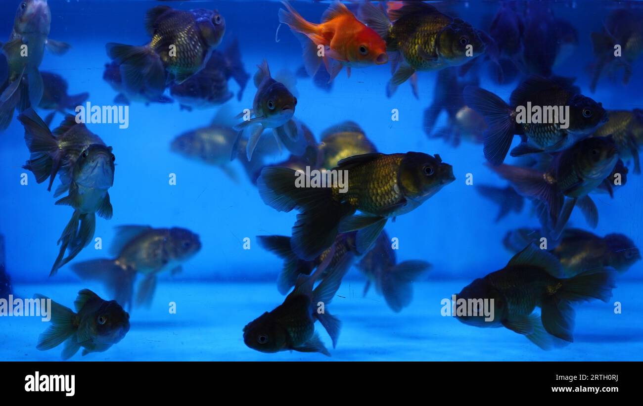 a group of black green Oranda goldfish, their bodies are blackish silver green with short fins and tails without tassels. Stock Photo