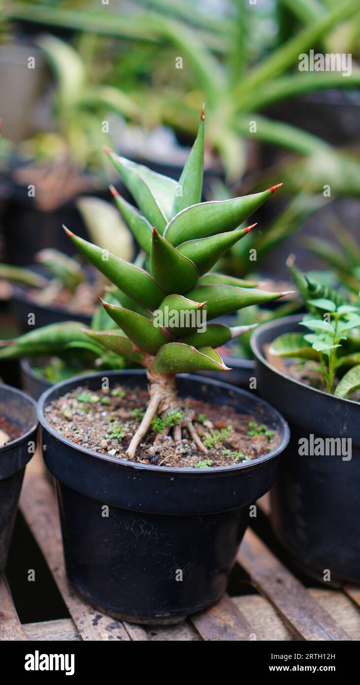 Dracaena pinguicula in a pot, green leaves with red pointed tips. Stock Photo