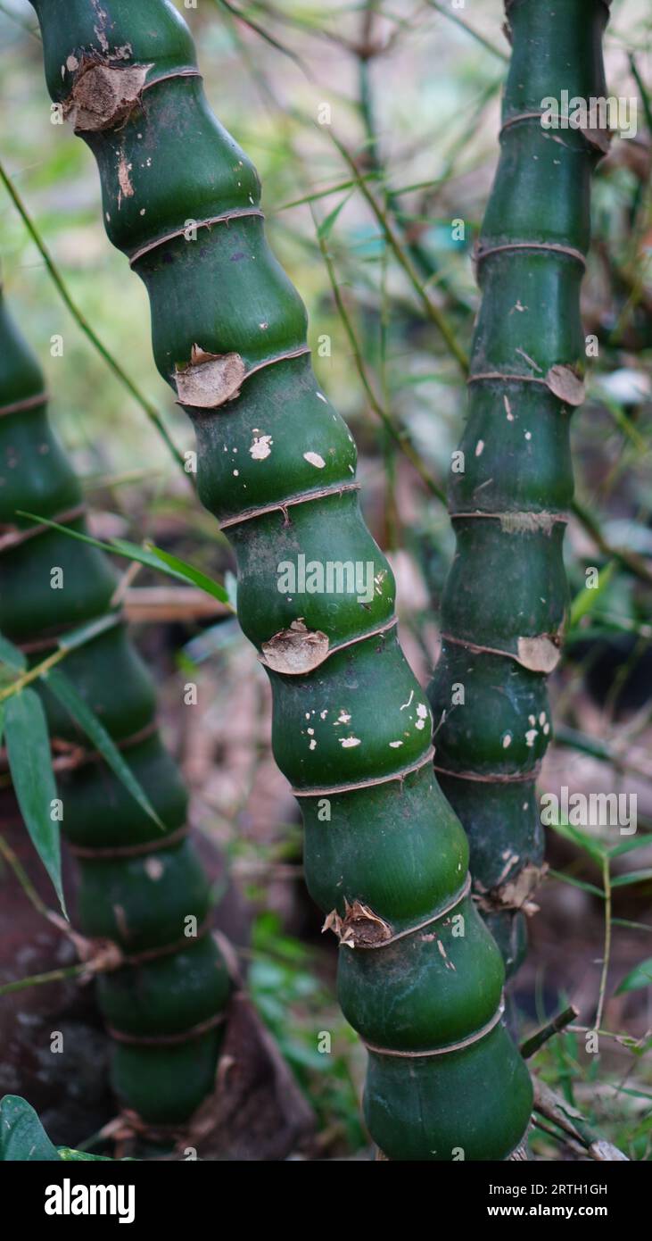 Bambusa ventricosa in the garden, the tree trunk is green with several short internodes and uneven surface. Stock Photo