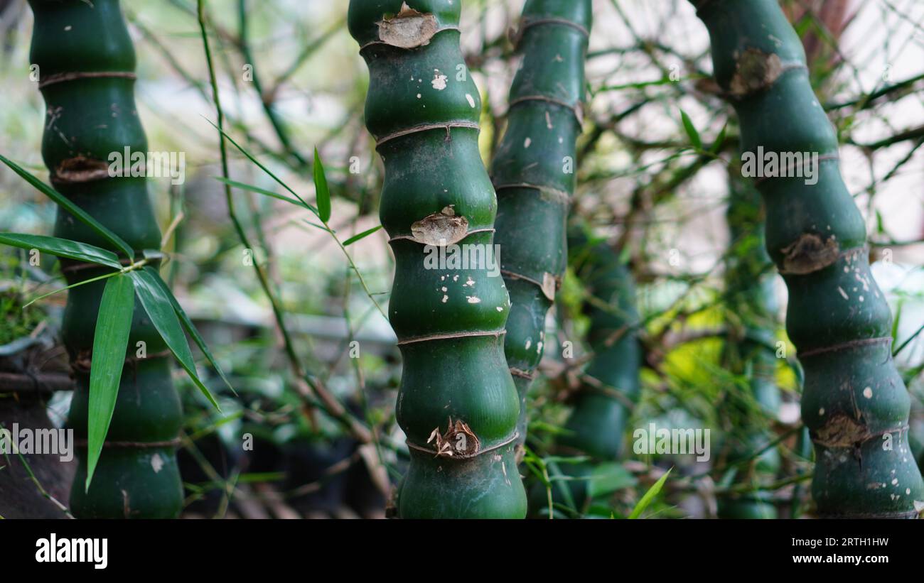 Bambusa ventricosa in the garden, the tree trunk is green with several short internodes and uneven surface. Stock Photo