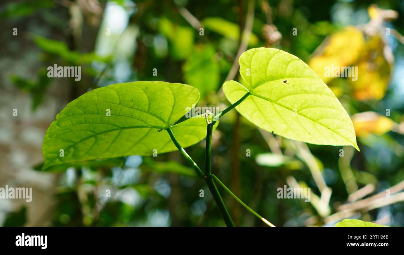 Anamirta cocculus, the leaves are heart-shaped green, the tips of the leaves are sharp with pinnate leaves and the tree trunk is dark green. Stock Photo