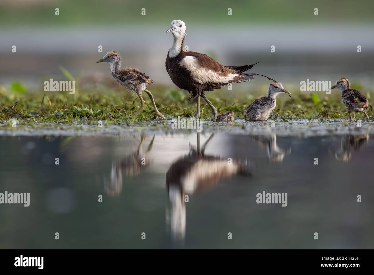 Father pheasant jacana walking on water and moss with his chicks playing nearby. West Bengal, India: CUTE images of pheasant tailed Jacanas chicks see Stock Photo