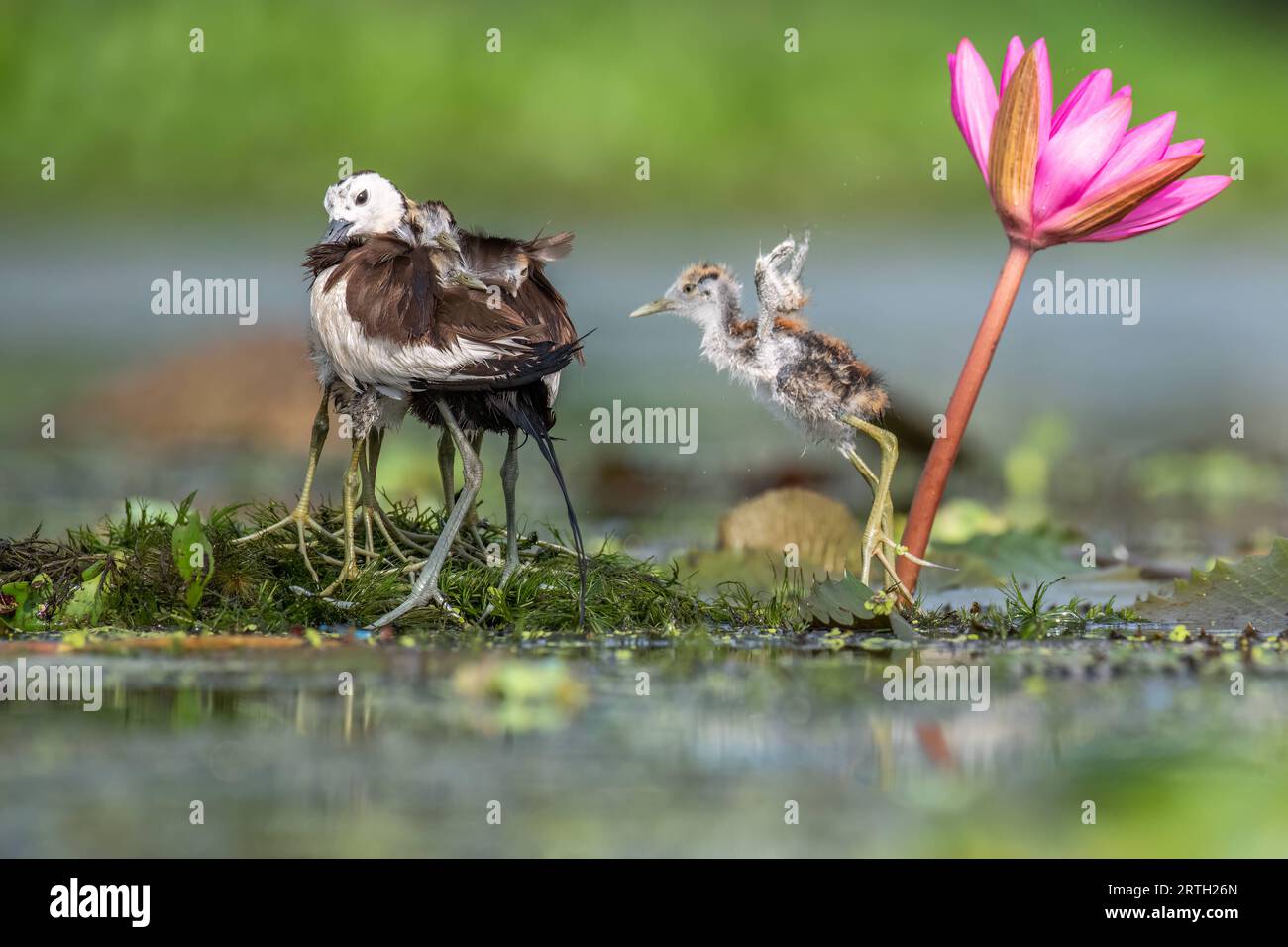 Father pheasant jacana with two of his chicks covered by his feathers, as one chick jumps away from a lily for shelter in his feathers. West Bengal, I Stock Photo