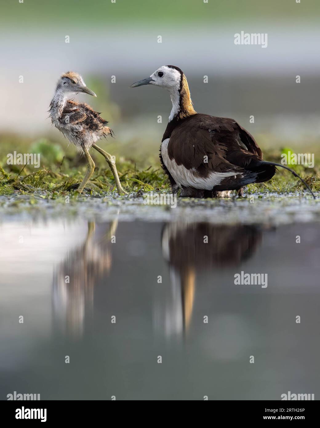 Father pheasant jacana looks at cheeky chick, as the chick walks off. West Bengal, India: CUTE images of pheasant tailed Jacanas chicks seeking shelte Stock Photo
