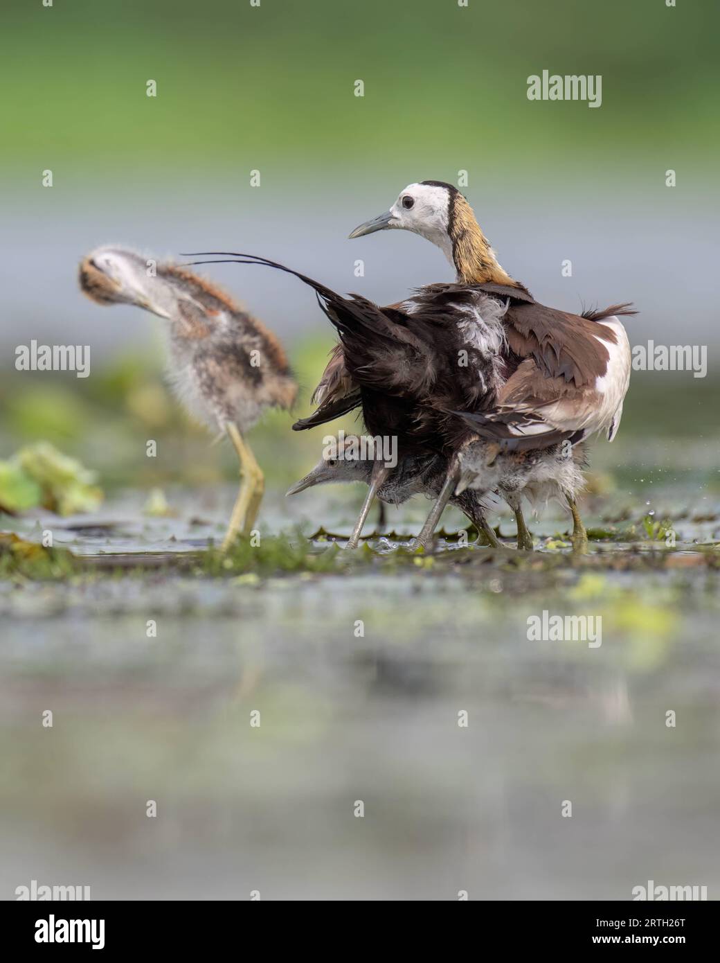 Father pheasant jacana walking with playful chick siblings. West Bengal, India: CUTE images of pheasant tailed Jacanas chicks seeking shelter from the Stock Photo
