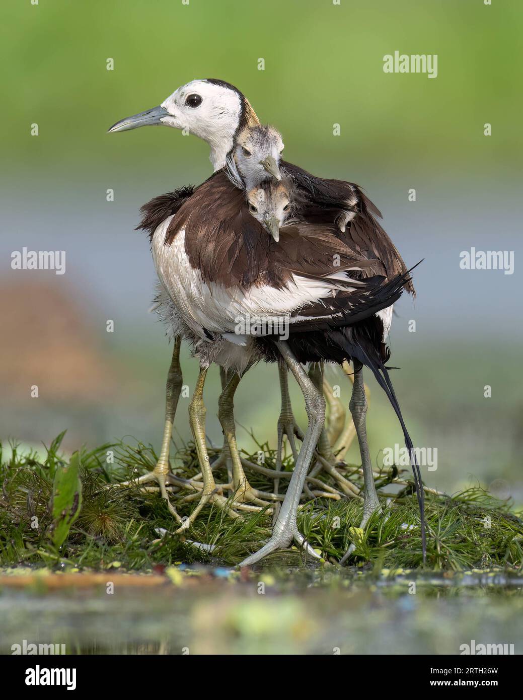 Father pheasant jacana portrait with two chicks nestled in his feathers. West Bengal, India: CUTE images of pheasant tailed Jacanas chicks seeking she Stock Photo