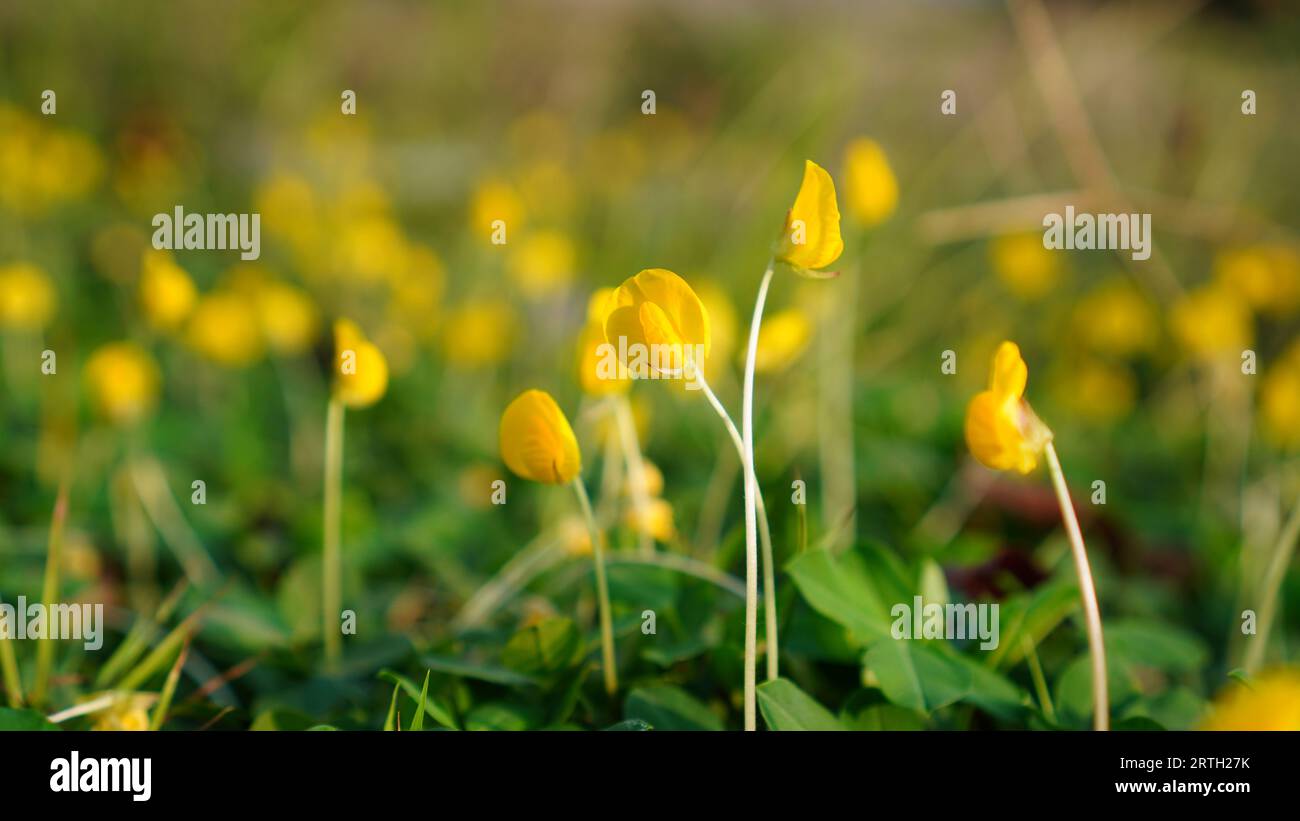 Arachis duranensis flowers are blooming in the fields, bright yellow in color with white upright stalks. Stock Photo