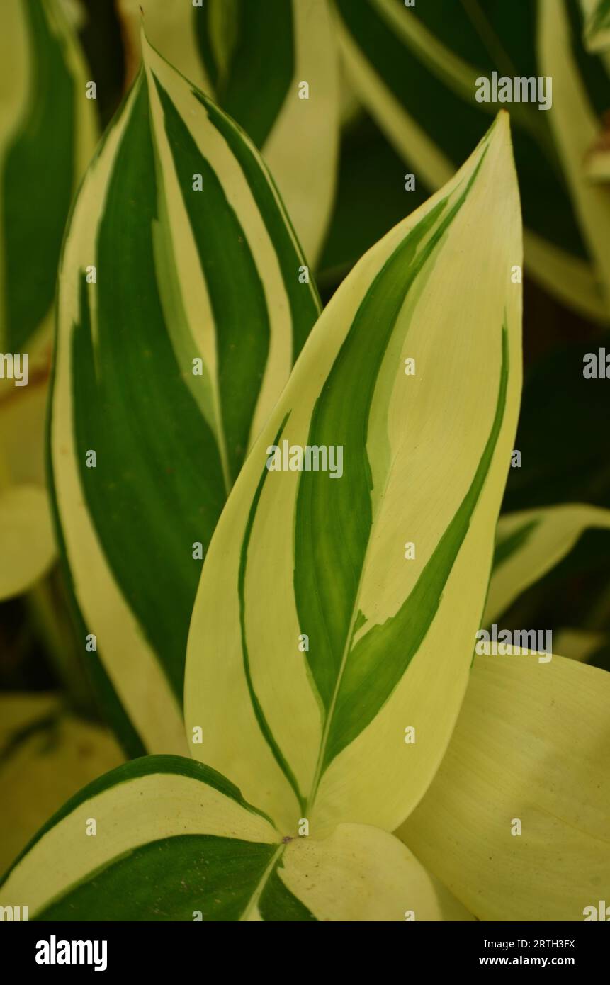 Maranta arundinacea variegata has white pointed oval leaves with an uneven combination of green Stock Photo