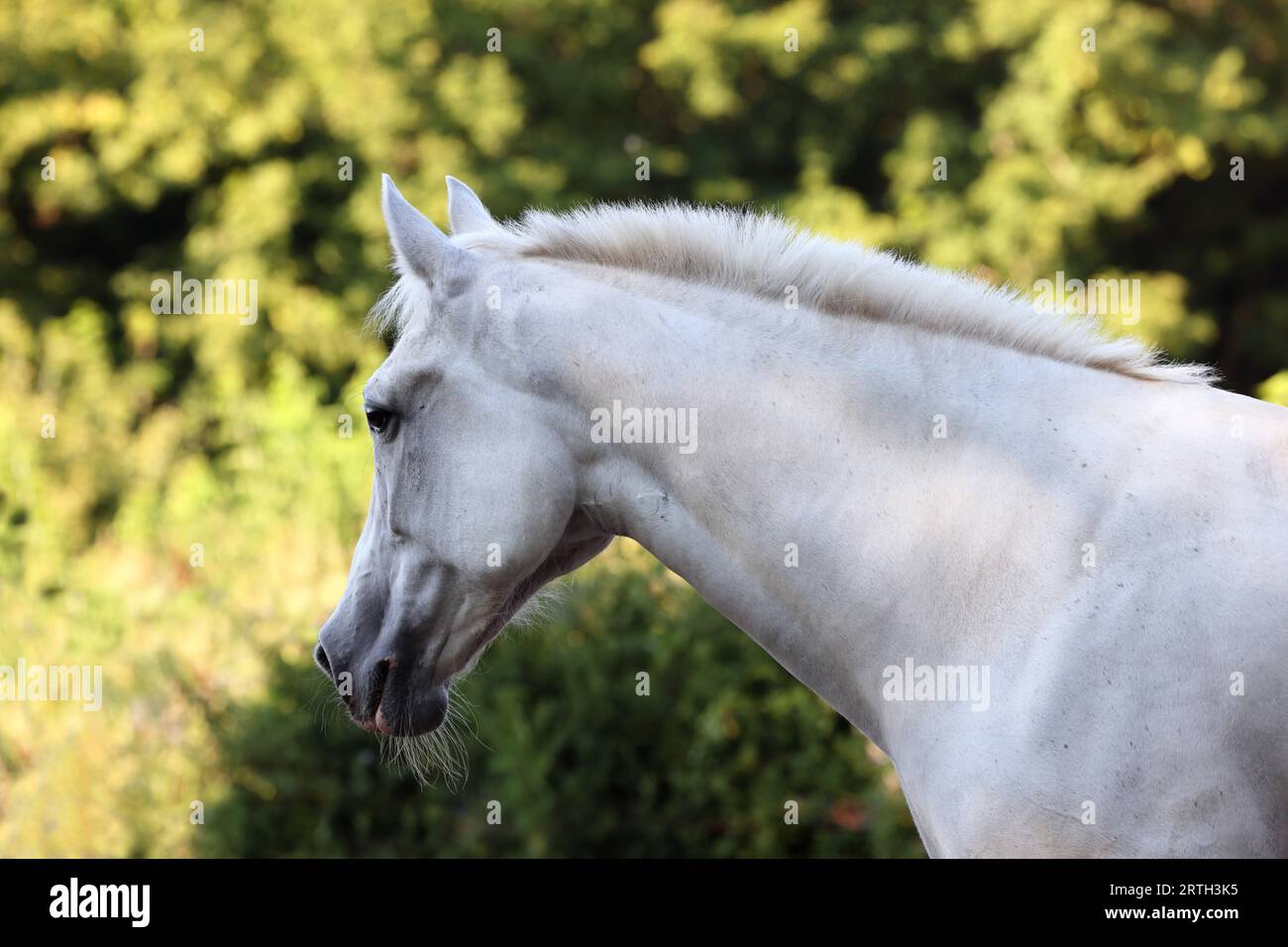 Grey Andalusian horse portrait near the summer ranch Stock Photo