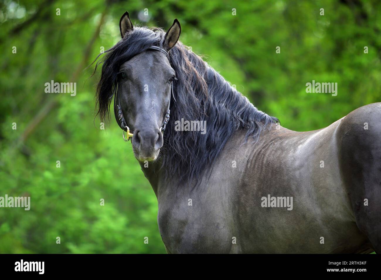 Black Andalusian horse portrait near the summer ranch Stock Photo