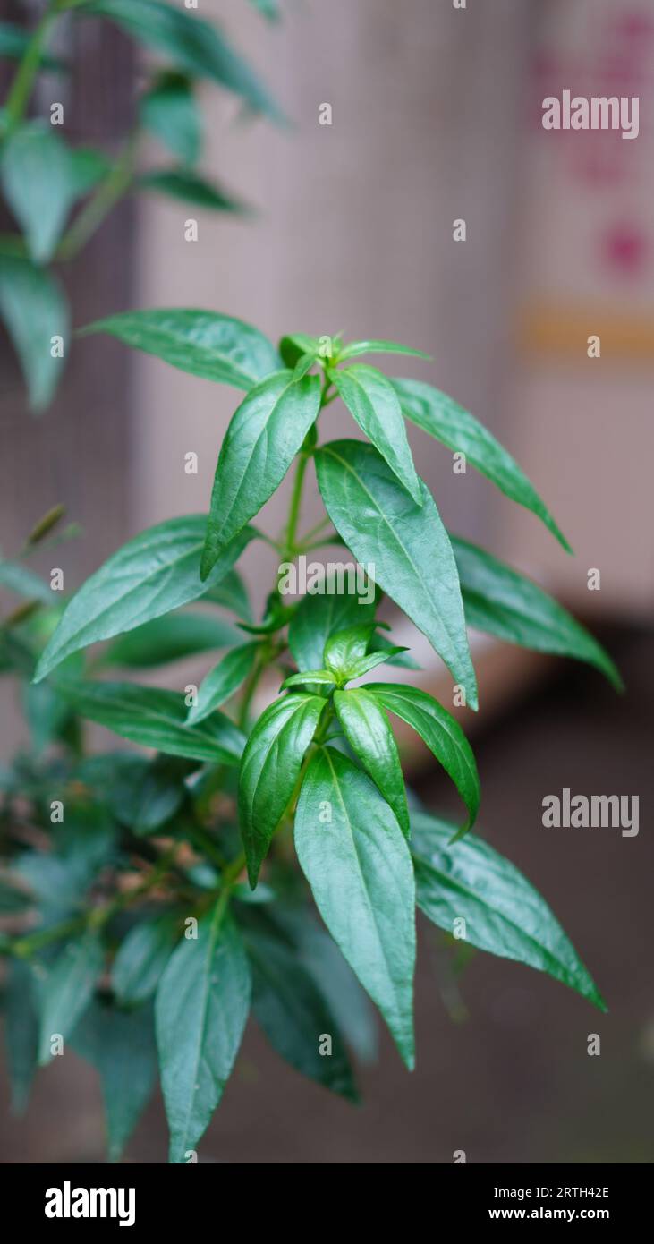 Andrographis paniculata has deep green leaves with a shiny surface Stock Photo