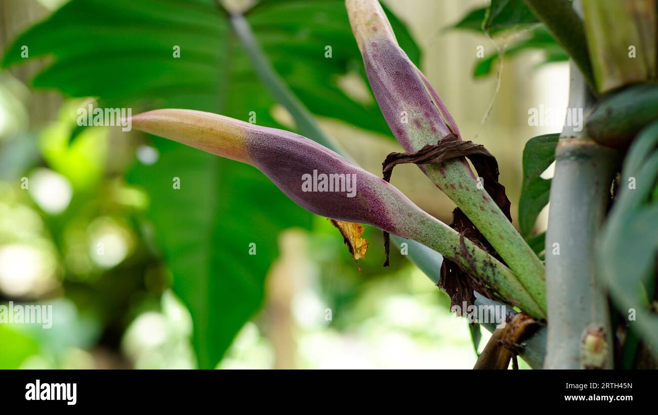 Philodendron barrosoanum in the garden are purple pointed cylinders with a combination of reddish yellow Stock Photo