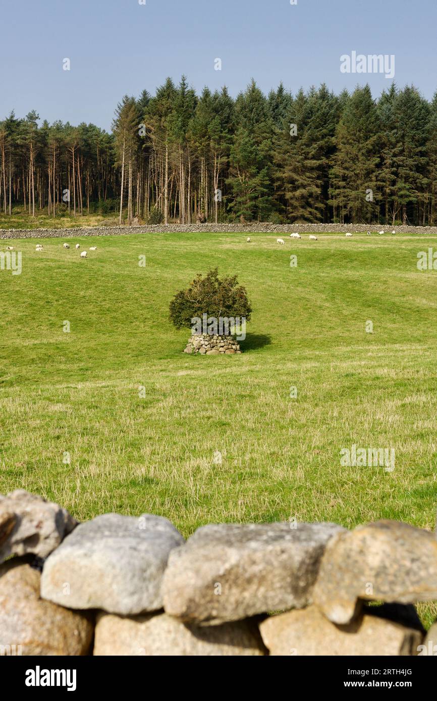 A fine example of a 'Fairy Tree', surrounded by a protective stone wall. Causing damage to these